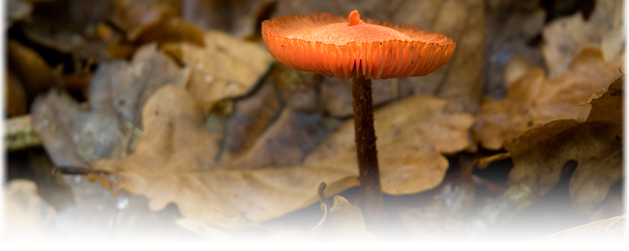 Ecomuseu do Barroso – Espaço Padre Fontes