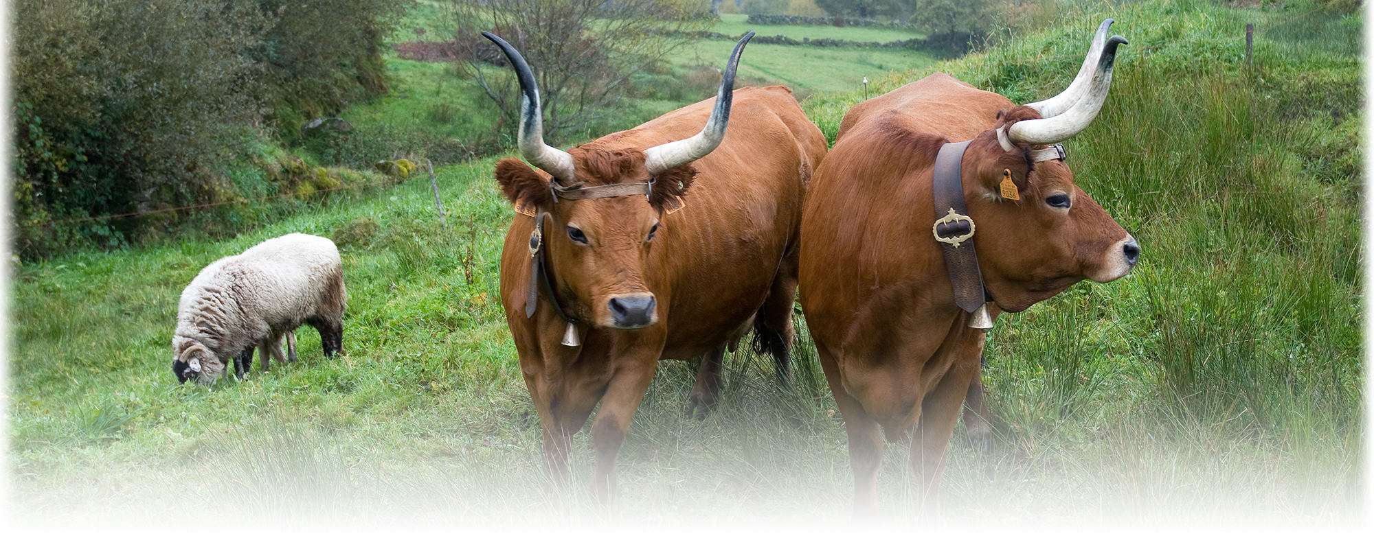 Ecomuseu do Barroso – Corte de Boi